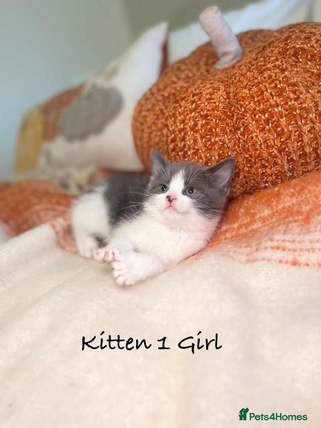 Mixed Breed cats for sale: Beautiful kittens 8 weeks old ready now  - Image 3