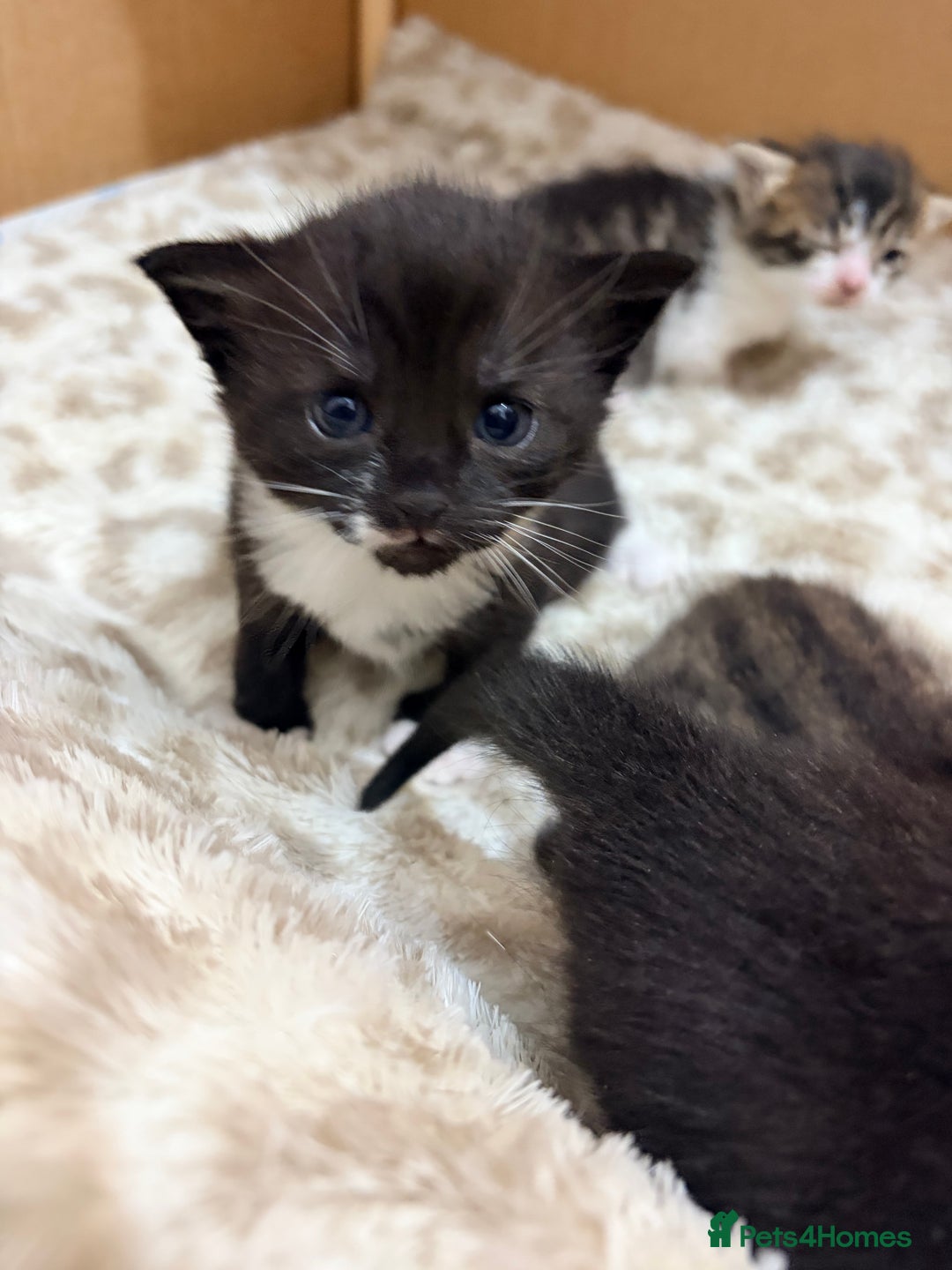 Mixed Breed cats for sale: Female tuxedo kittens - Advert 2