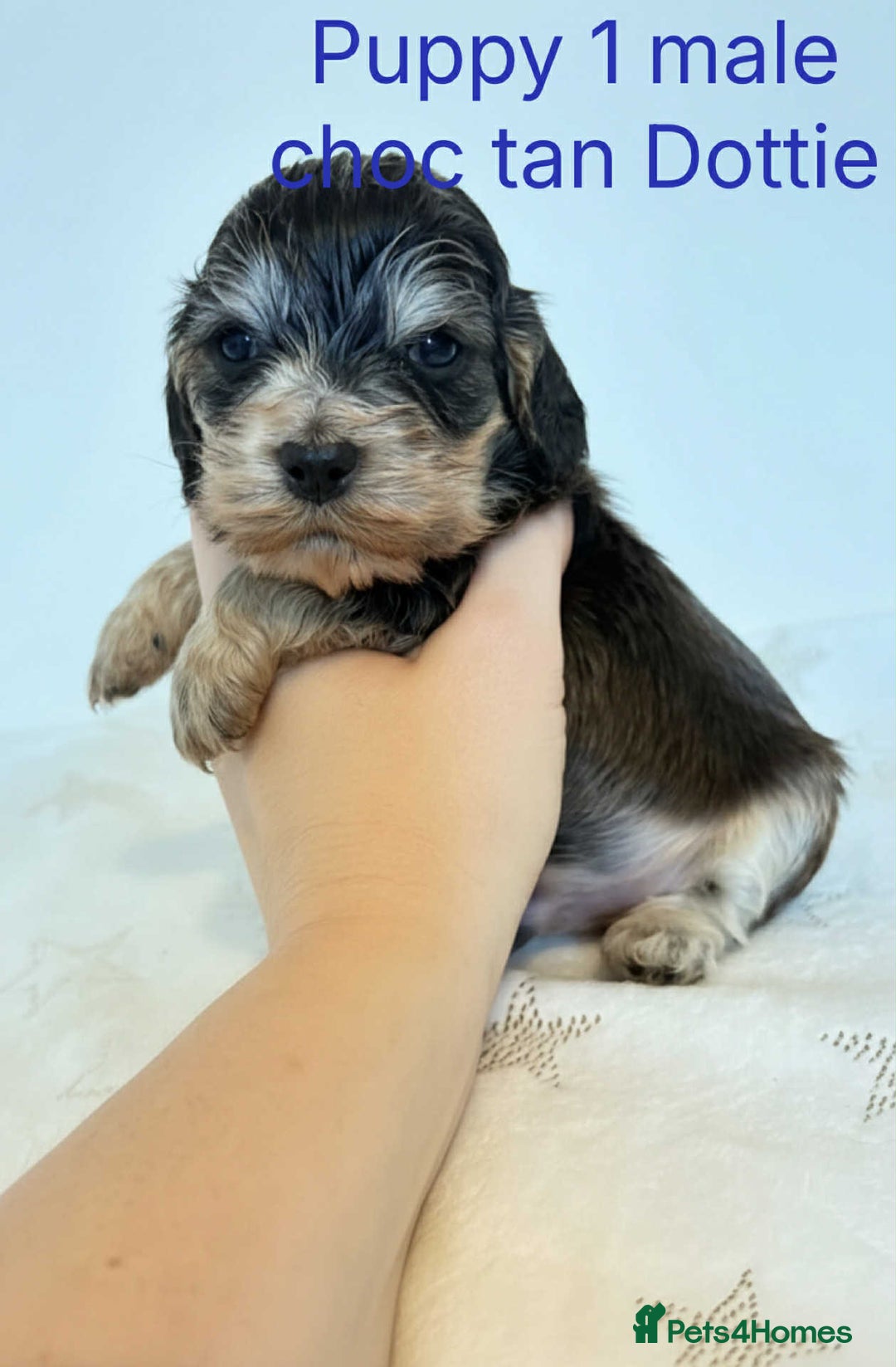 Cocker Spaniel dogs for sale: Beautiful show cocker puppies  - Advert 6