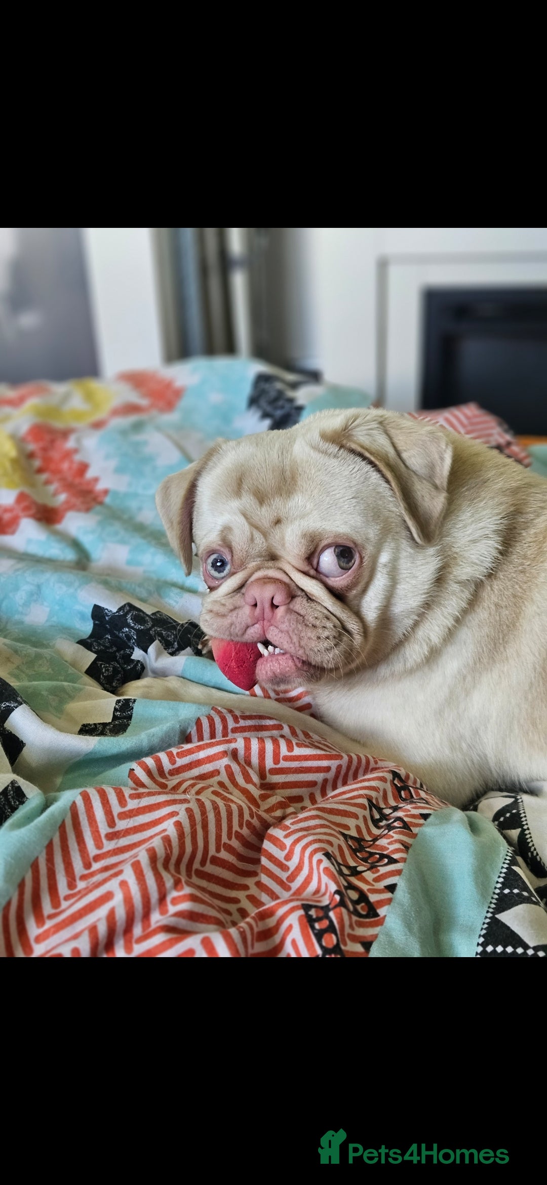 Pug dogs for stud: Pink kc reg stud - Image 5
