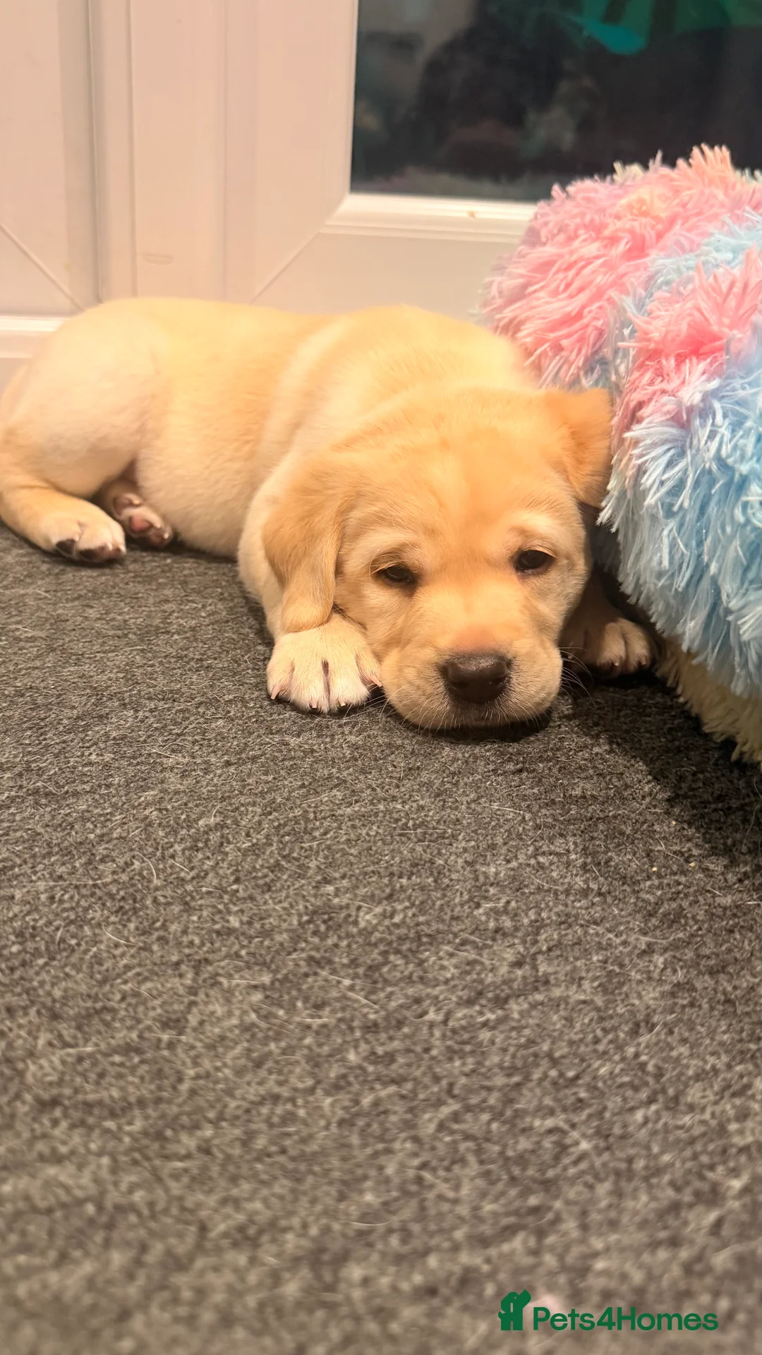 Labrador Retriever dogs for sale: 🐾💛 Looking for their forever family… 💛🐾 - Advert 4