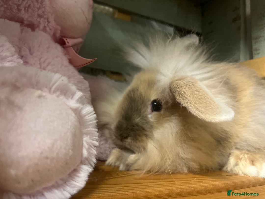Mini Lion Lop rabbits for sale: Lovely litter of mini lion lop rabbits for sale  - Image 5