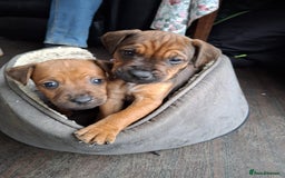 Patterdale Terrier dogs for sale: Patterdale Puppies  - Image 4
