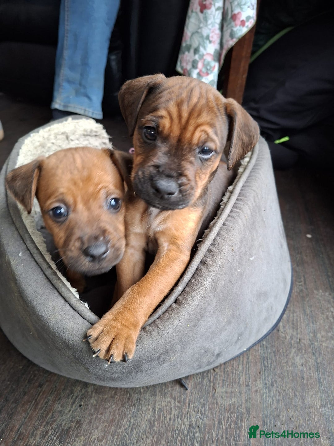 Patterdale Terrier dogs for sale: Patterdale Puppies  - Image 4