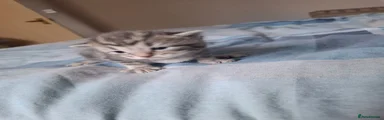 Tabby Grey male kitten 