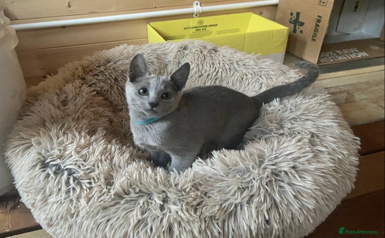 Russian Blue cats - Advert 7
