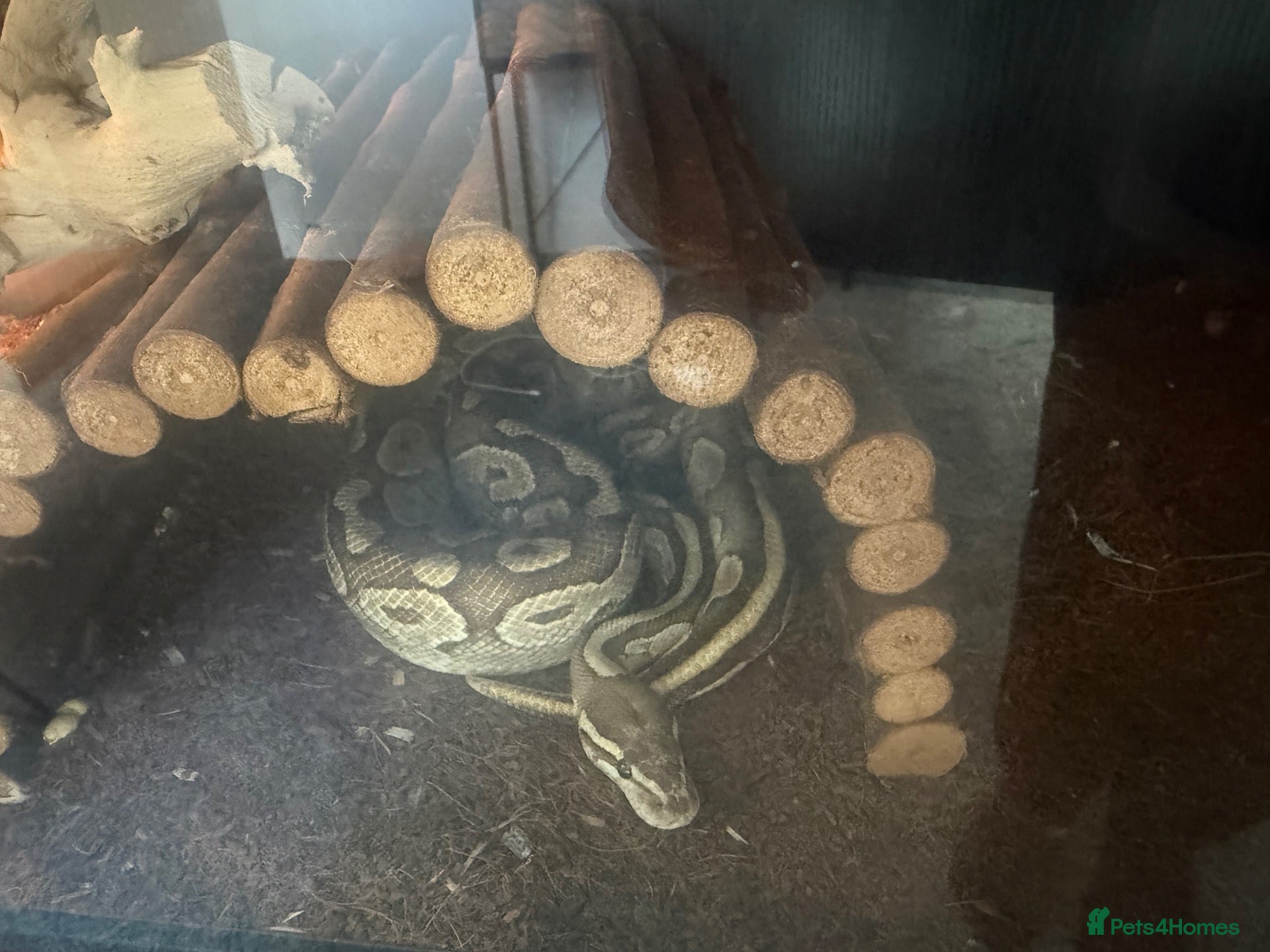 Python Snake reptiles Male ball python and set up - Advert 1