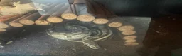 Python Snake reptiles for sale: Male ball python and set up - Advert 1