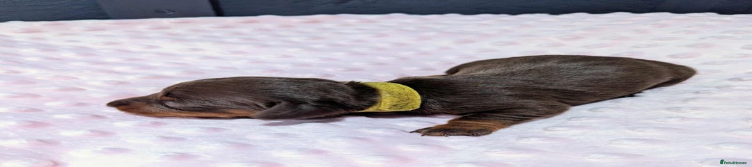 Miniature Dachshund Puppy 2