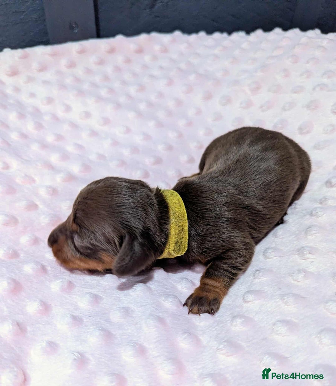 Miniature Dachshund dogs for sale: Beautiful KC Reg Smooth Haired Miniature Dachshund - Image 5