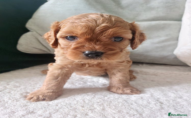 Cavapoo dogs in Doncaster - Advert 14