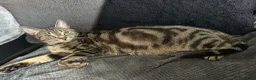 Mixed Breed cats for sale: 3 kittens for sale. in Newton Abbot - Advert 10