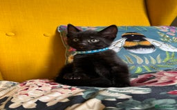 Mixed Breed cats for sale: 6 lovely black kittens looking for new homes - Image 10