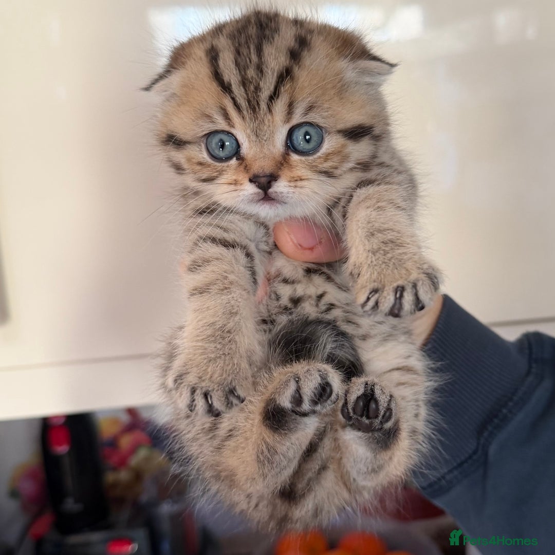 Scottish Fold cats for sale: SCOTTISH FOLD & BRITISH SHORTHAIR  - Advert 3
