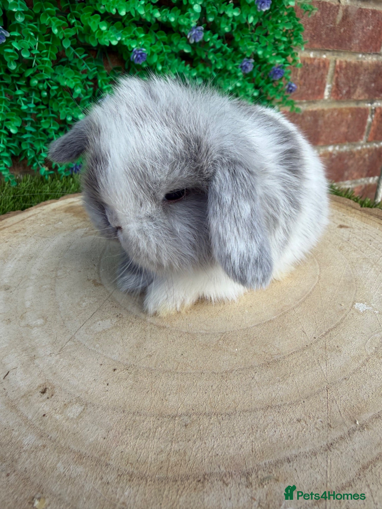 Mini Lop rabbits Beautiful mini lop ready to reserve 💙🩷🥰 - Advert 3