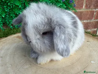 Mini Lop rabbits Beautiful mini lop ready to reserve 💙🩷🥰 - Advert 3