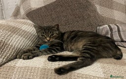 Mixed Breed cats for sale: Mixed Breed Kittens  - Image 2