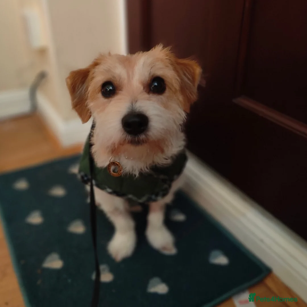 Mixed Breed dogs for sale: New loving home needed for 3y/o jack Russel cross - Advert 2