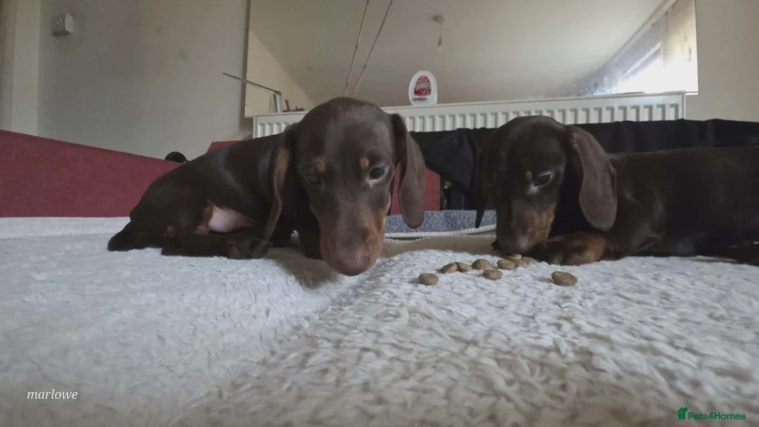 Miniature Dachshund dogs for sale: Miniature dashound  - Advert 2