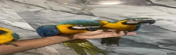 Macaws birds for sale: Baby HandReared Friendly Super Tame Cuddly Macaw in Nottingham - Advert 13