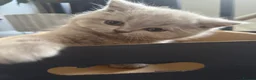 British Shorthair cats for sale: Beautiful Lilac British Shorthaired Kittens - Advert 7