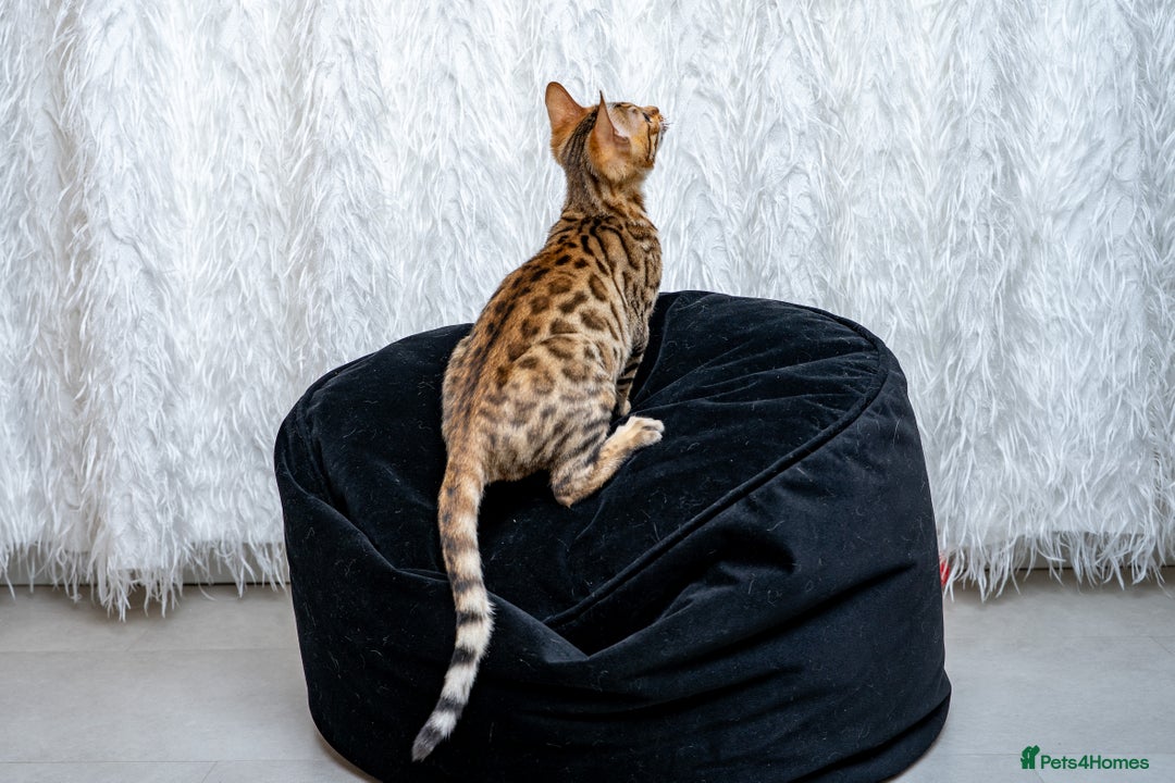 Bengal cats for sale: Stunning Bengal Girl- Top TICA pedigree- Ready NOW - Advert 2