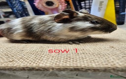 Guinea Pig rodents for sale: Beautiful rare swiss and smooth boys and girls - Image 10