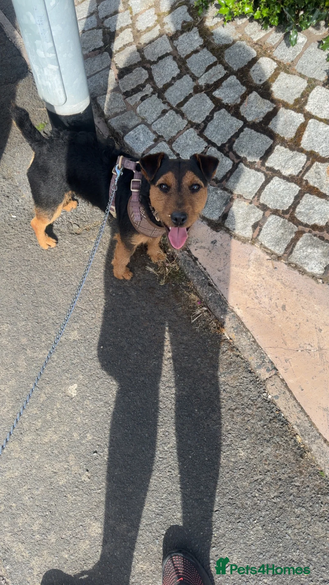 Lakeland Terrier dogs for sale: Male Lakeland terrier  - Advert 2