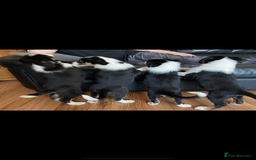 Border Collie dogs for sale: Border collies Dundee  - Image 2