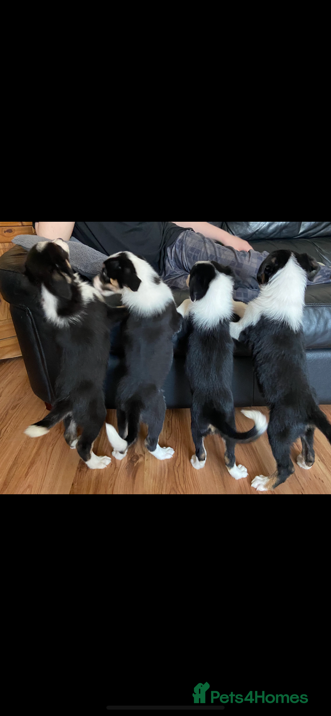 Border Collie dogs for sale: Border collies Dundee  - Image 2