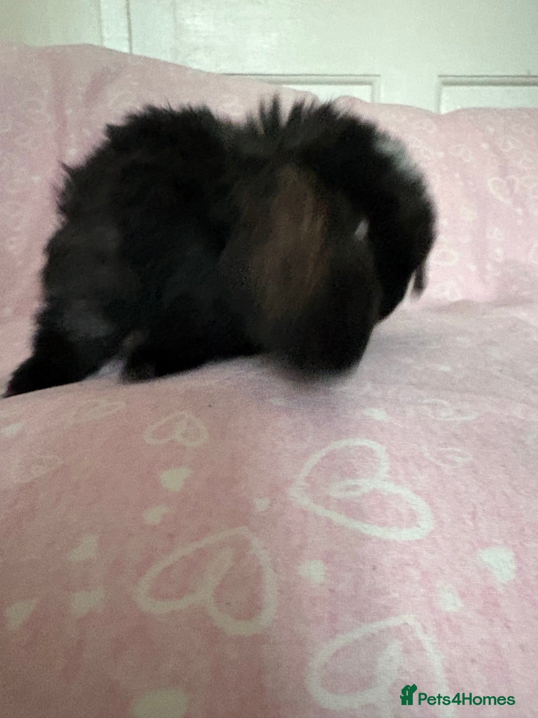 Mini Lop rabbits for sale: Beautiful little mini lop baby bunny rabbits  - Advert 9