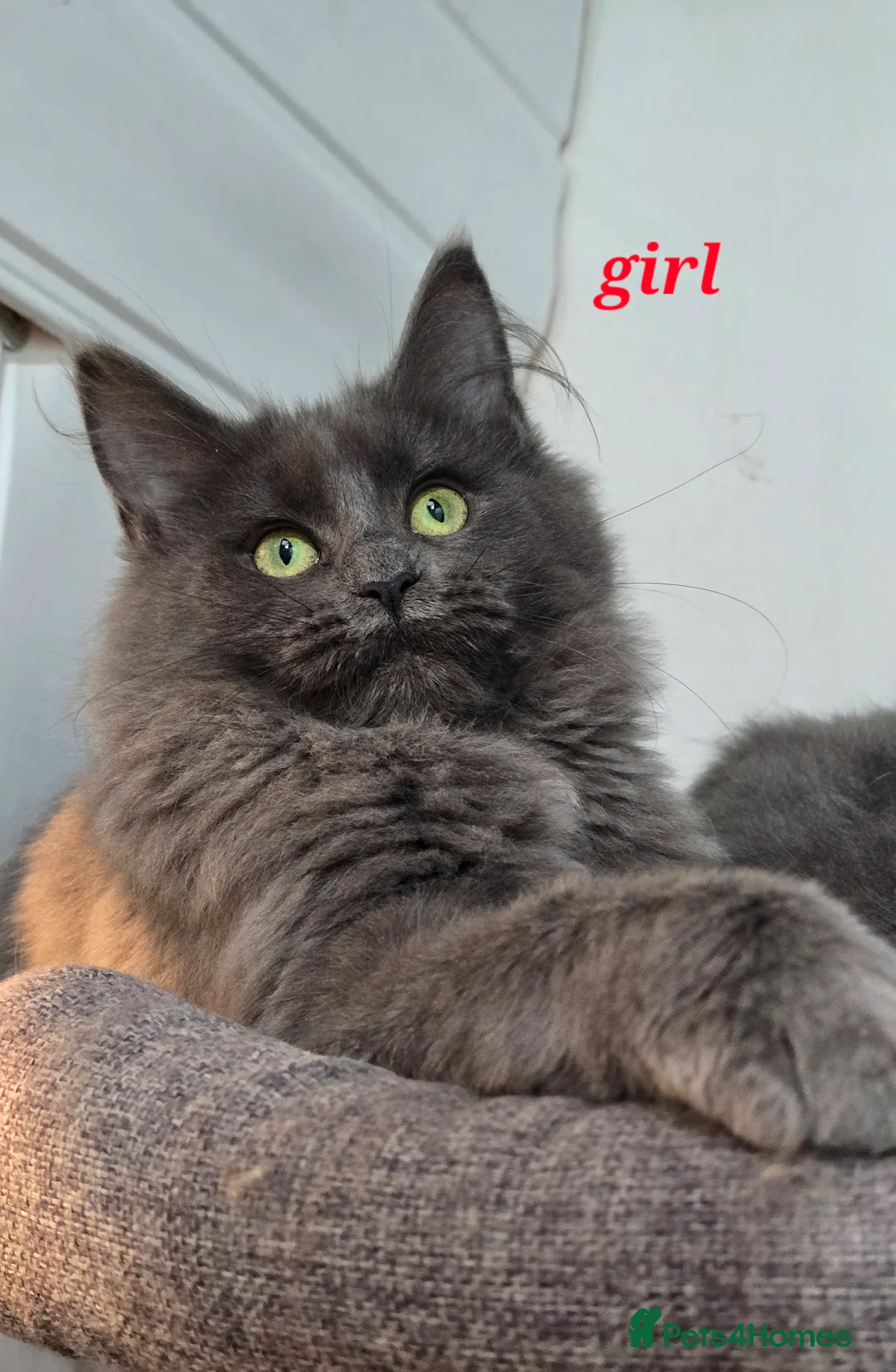 Maine Coon cats for sale: Gccf registered maine coon babies blue smoke - Advert 11