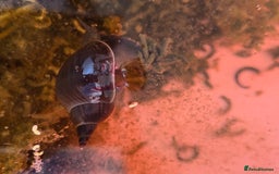 Snails invertebrates for sale: Great Pond snails Lymnaea Stagnalis - Image 4