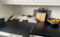 Mixed Breed cats for adoption: Urgent! 2yr old Pip Will be homeless in two weeks - Image 3
