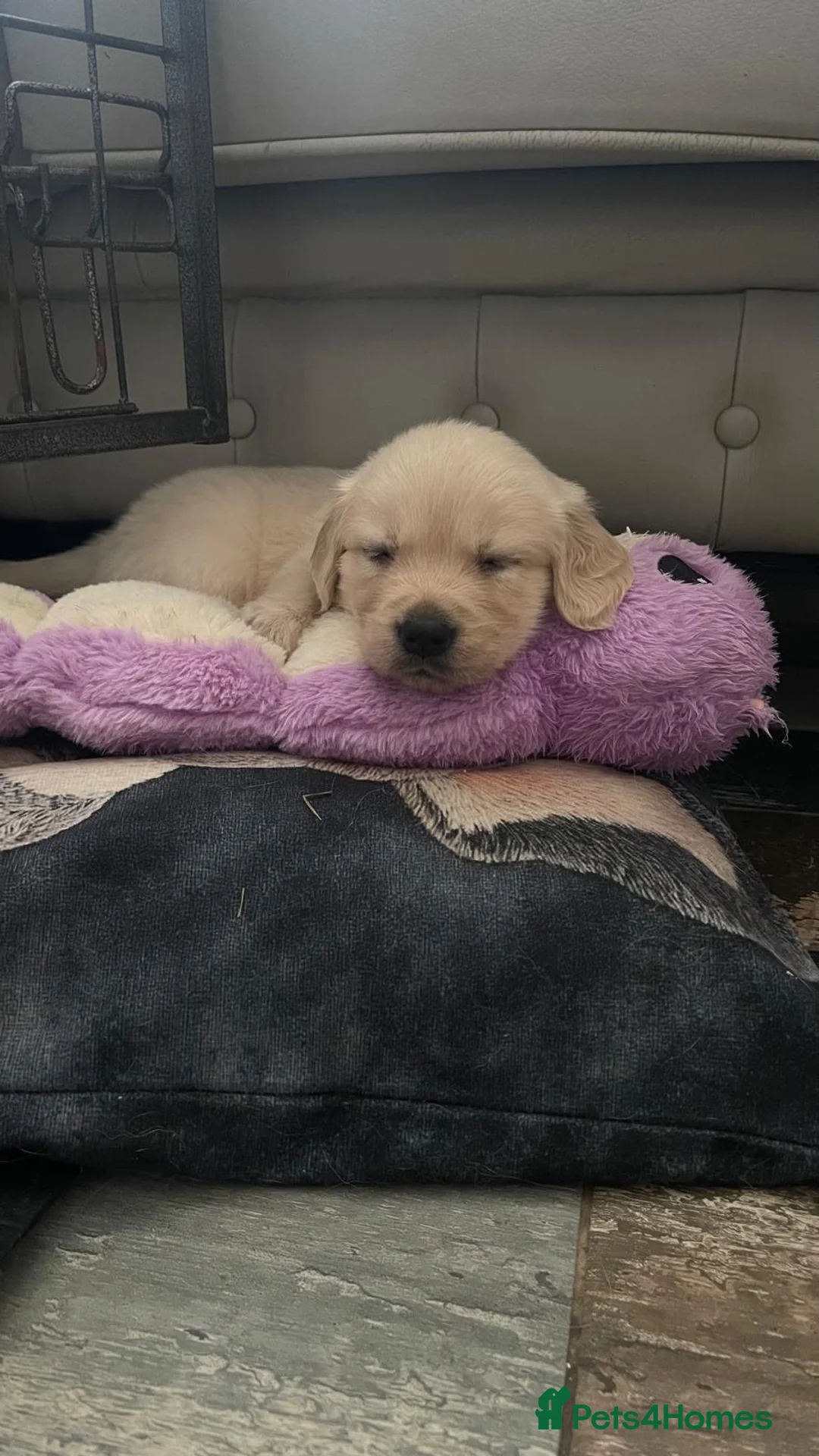 Golden Retriever dogs for sale: Golden retriever puppies - Advert 1