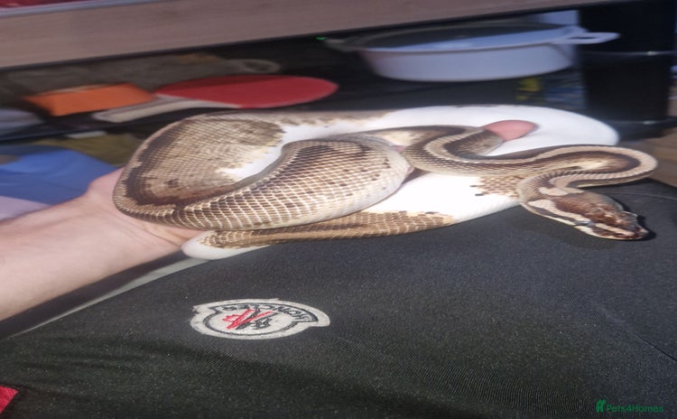 Python Snake reptiles - Advert 2