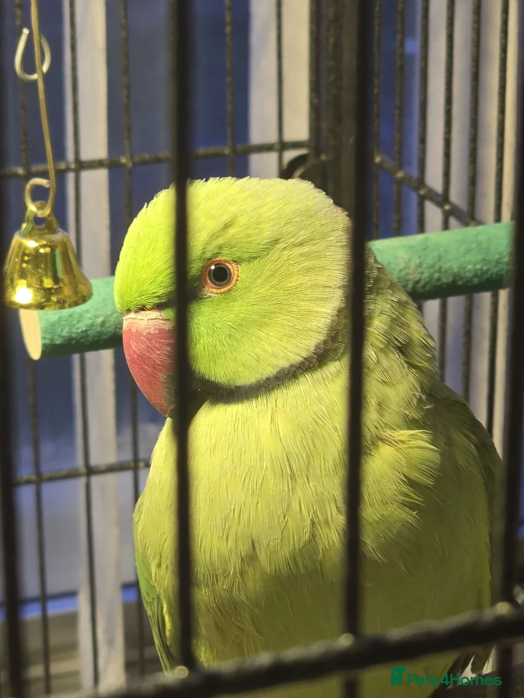 Ringnecks birds for sale: Male Indian Ringneck Parrot in Glasgow - Advert 1