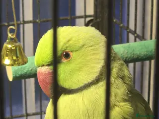 Ringnecks birds Male Indian Ringneck Parrot in Glasgow - Advert 1