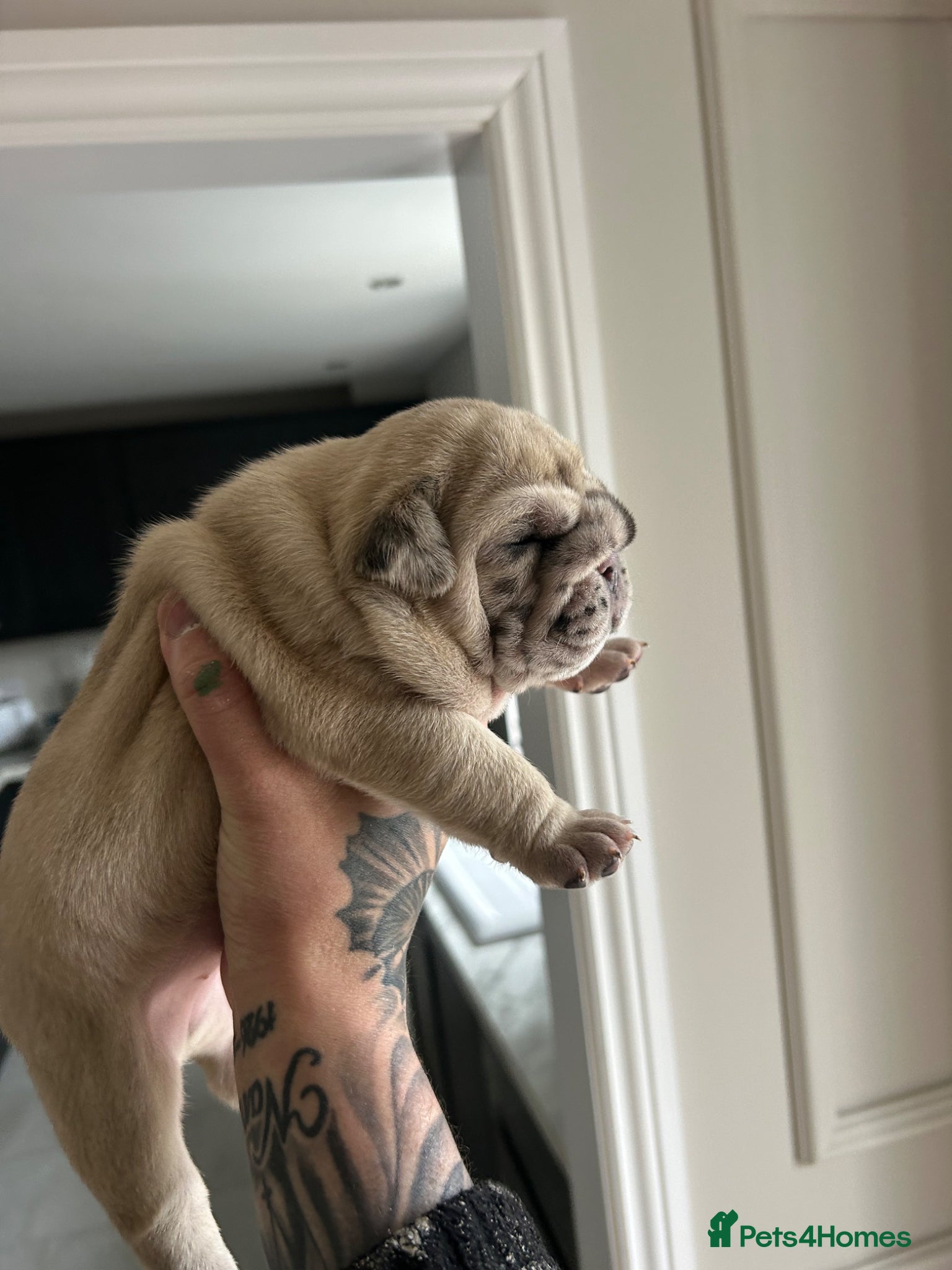 English Bulldog dogs for sale: Beautiful little of 3 English bulldogs  in Consett - Advert 6