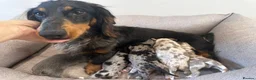 Miniature Dachshund dogs for sale: Beautiful Miniatures  - Advert 11