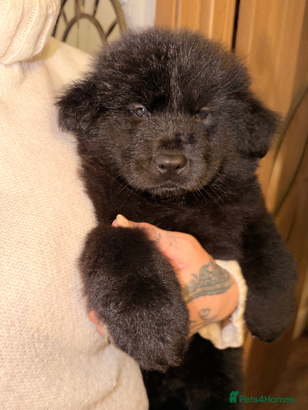 Mixed Breed dogs for sale: 🧸CHOW SHEPHERDS🧸 little bears ready now! - Advert 29