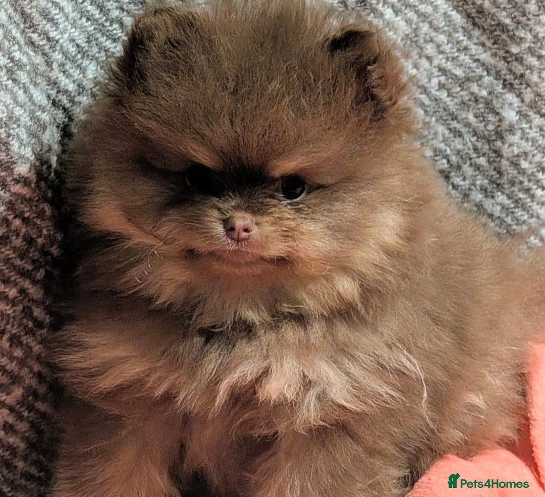 Pomeranian dogs for stud: 🌈😍 BEST QUALITY TEDDY FACED POM STUD 🧸🐶🤎  - Advert 5