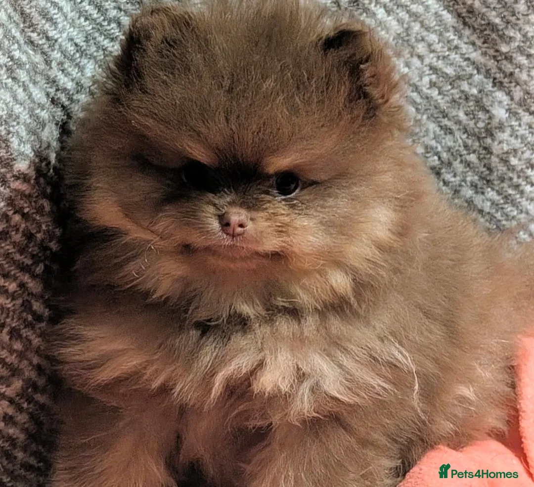 Pomeranian dogs for stud: THE BEST QUALITY MERLE TEDDY FACED POM STUD - Advert 7
