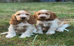 Cocker Spaniel dogs for sale: Last boy! Top quality show-type Cocker Spaniels! in Leicester - Image 10