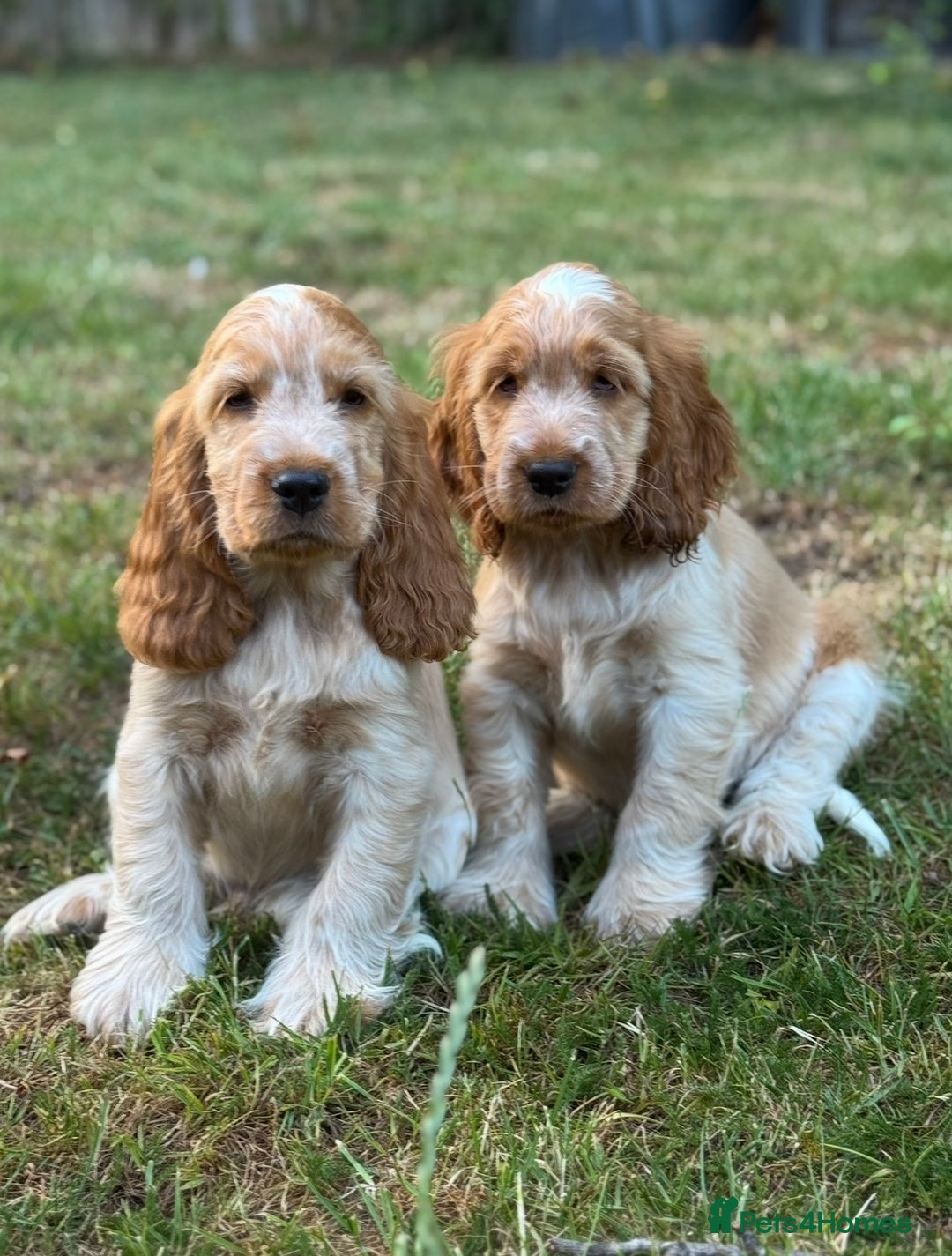 Cocker Spaniel dogs for sale: Last boy! Top quality show-type Cocker Spaniels! in Leicester - Image 10