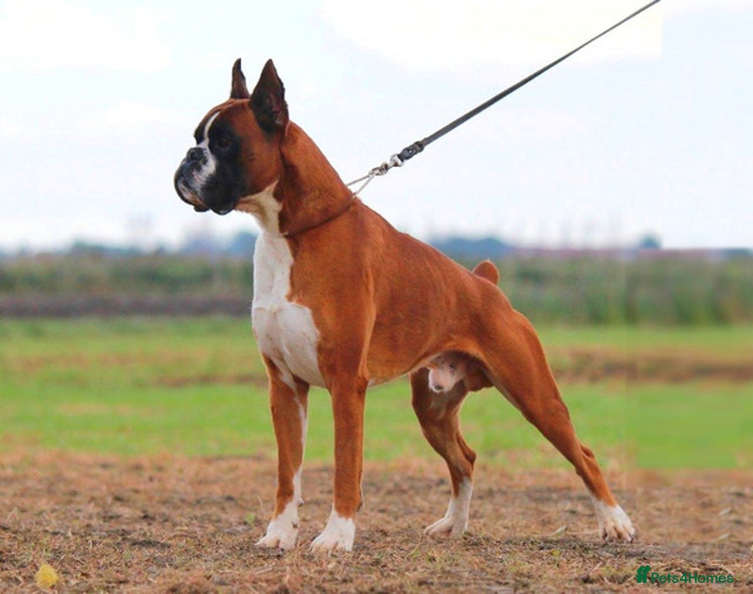 Boxer dogs for sale: Quality Boxer Puppies - Image 24