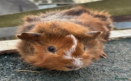 Guinea Pig rodents for sale: Beautiful baby guinea pigs - Advert 3