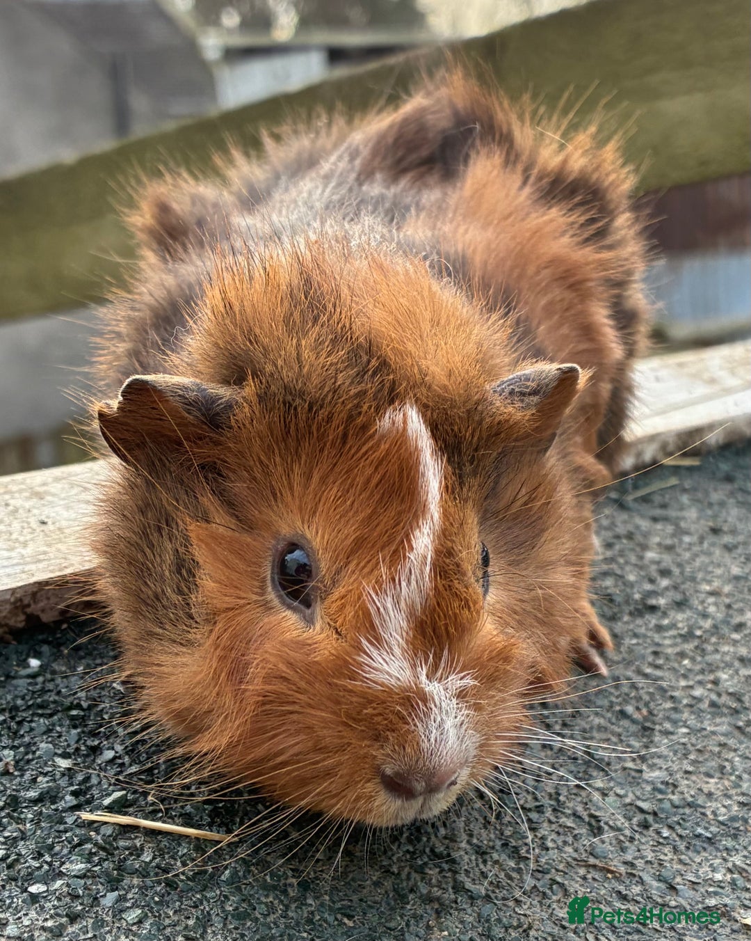 Guinea Pig rodents for sale: Beautiful baby guinea pigs - Advert 3