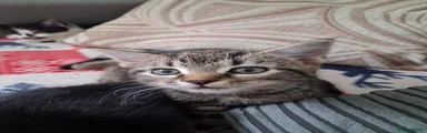 American Shorthair 1