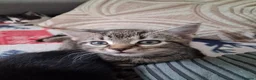 American Shorthair cats for sale: ADORABLE KITTENS LOOKING FOR THEIR FOREVER HOMES!! in Harrogate - Advert 5